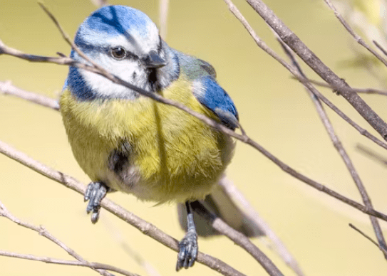 ‘La pluma es de listas: un viaje por la inteligencia de las aves y por su loca vida amorosa’